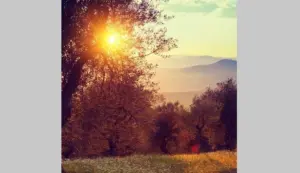 roller-crouch-sun-thru-trees