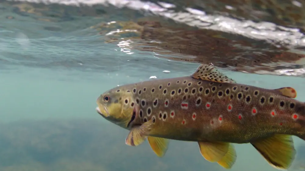 trout-fishing-on-the-little-red-river-near-heber-springs-ark