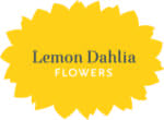 Lemon Dahlia