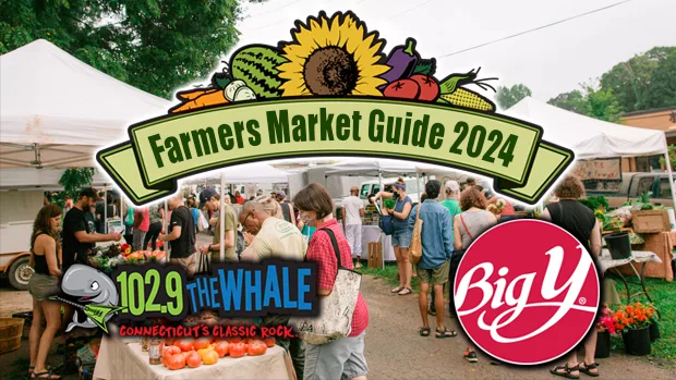 the-whale-market-guide-2024
