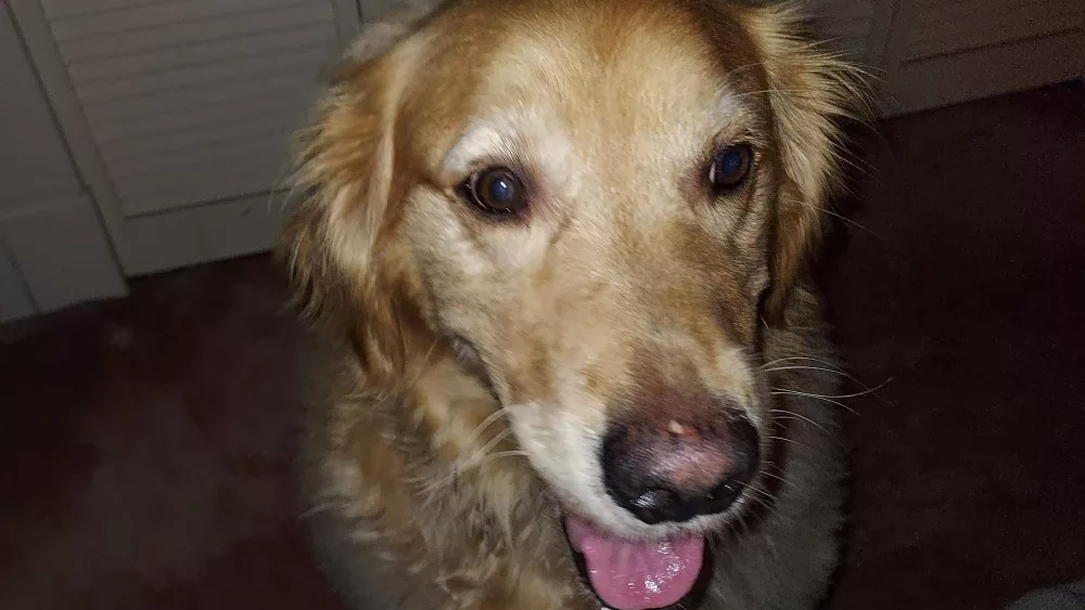tobie-oakville