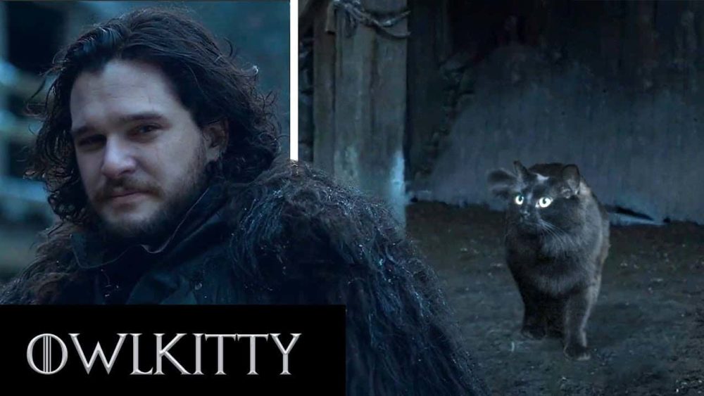 if-jon-snow-came-home-to-his-cat
