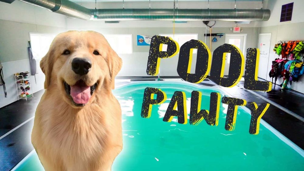 throwing-my-dog-a-pool-party