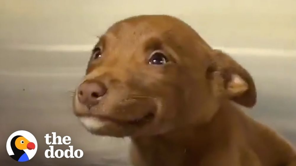 this-adorable-puppy-wouldnu2019t-stop-smiling-in-her-shelter-kennel-the-dodo