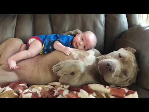 baby-lays-on-dog