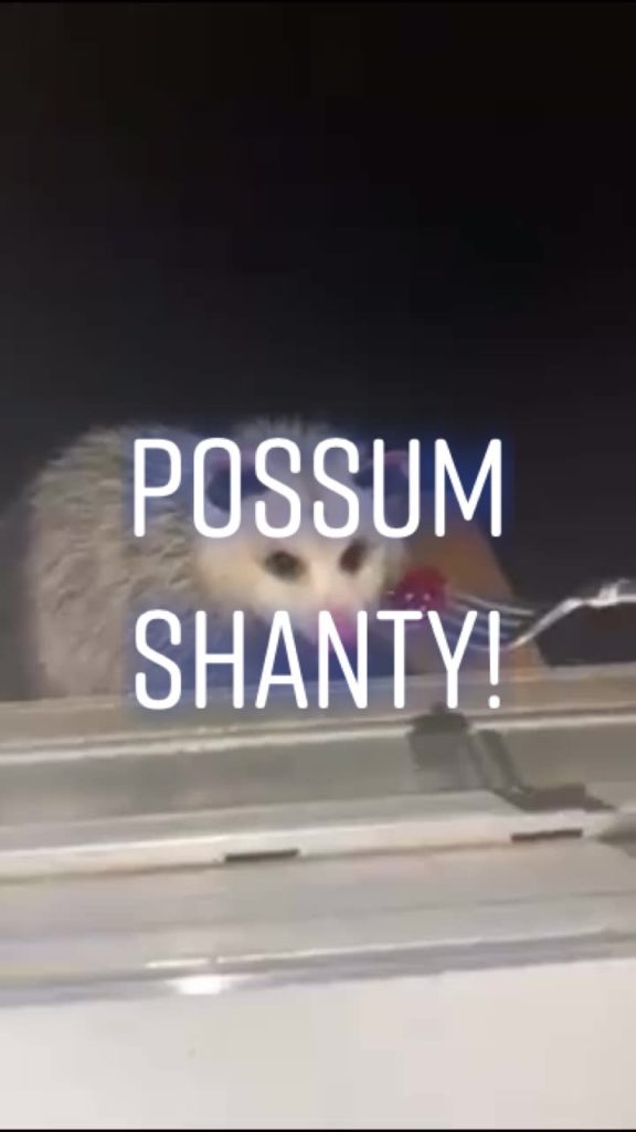 so-you-like-animal-shanties-huh-possum-seashanty-shanty-seashantytiktok-wellerman-longestjohns-parody-fyp-foryou