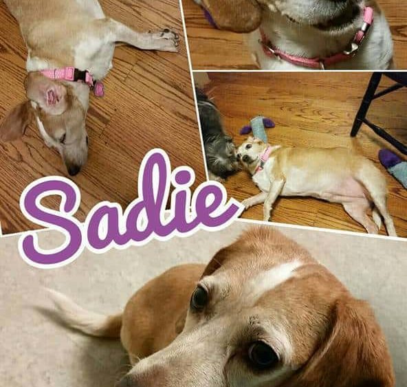 sadie1