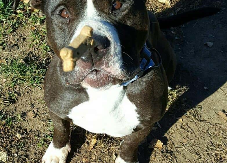 bruno1