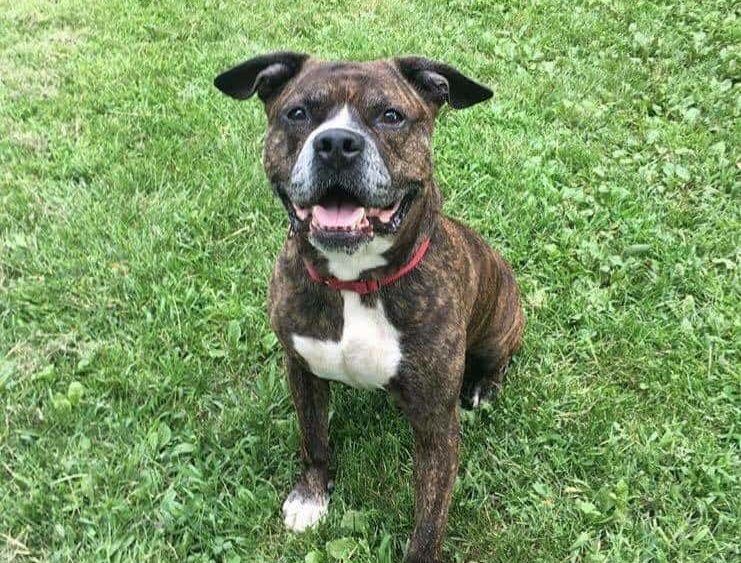 taz