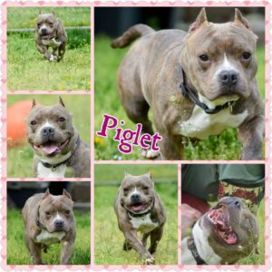 piggie