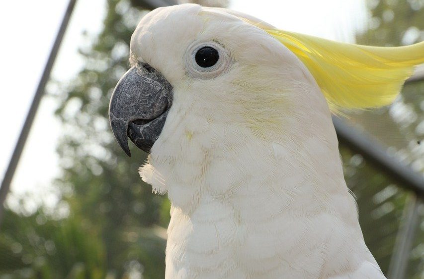 white-parakeets-4475487_1280-e1625760457989