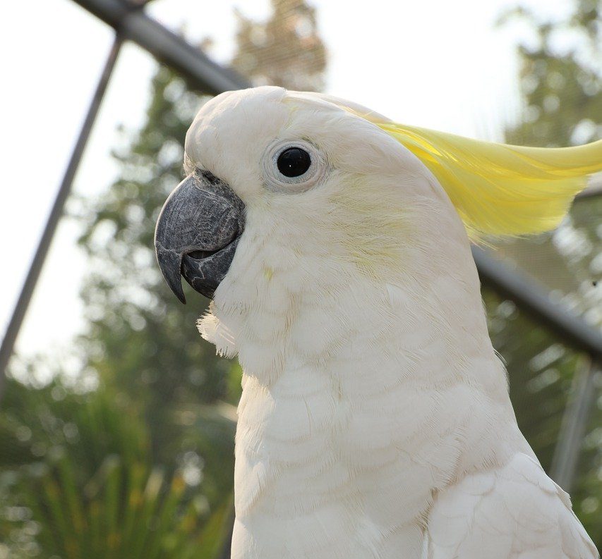 white-parakeets-4475487_1280-e1625760457989
