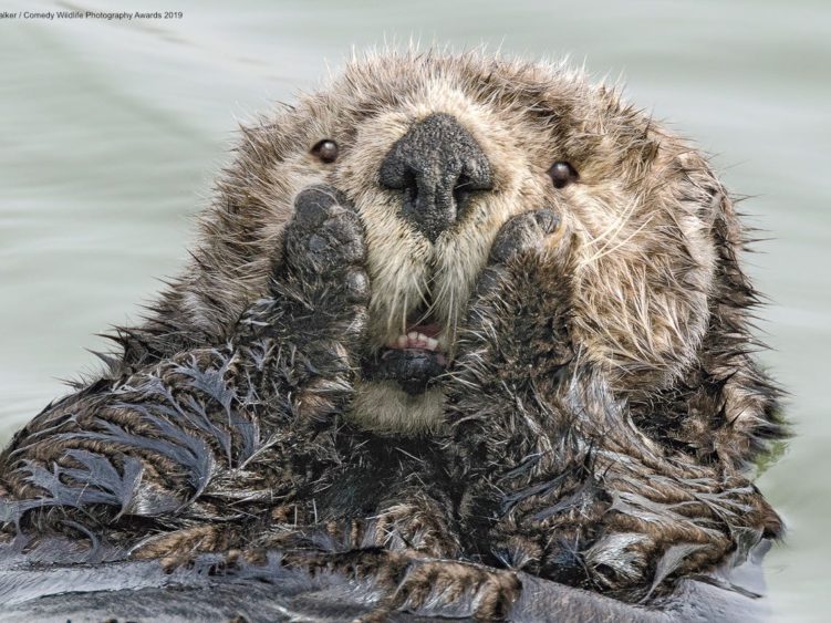 comedy-wildlife-photography-awards