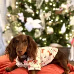Coco: Coco the weenie in her new Christmas pajamas!