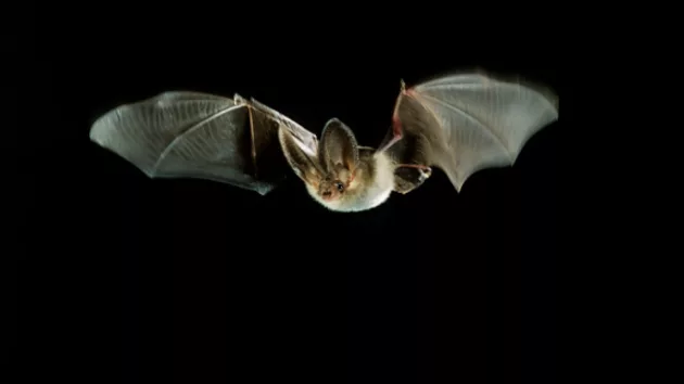 bat20photo20ar434024