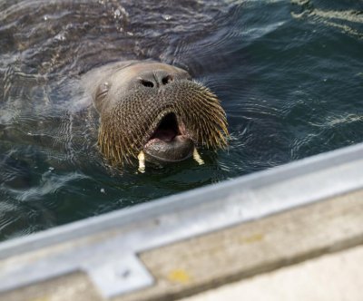 Norway walrus 'Freya' may be euthanized if humans don't stay away, officials say