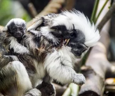 Hong Kong government launches probe into deaths of nine monkeys at zoo