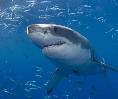 recovery-operation-underway-off-southern-australia-coast-for-missing-surfer-after-shark-attack-2