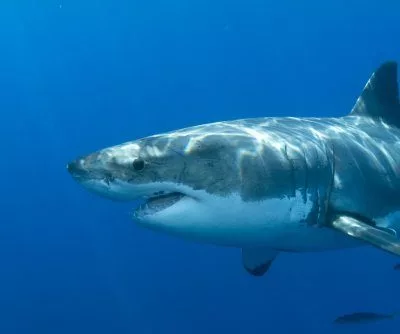 shark-attack-kills-teenage-girl-in-australia-2