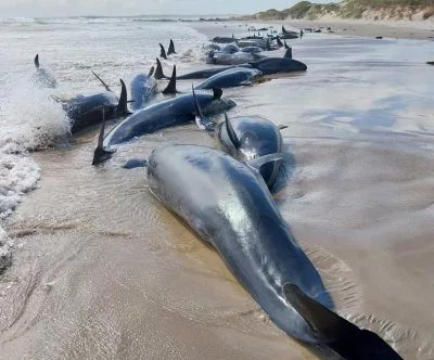 australian-officials-to-euthanize-dozens-of-beached-whales-2