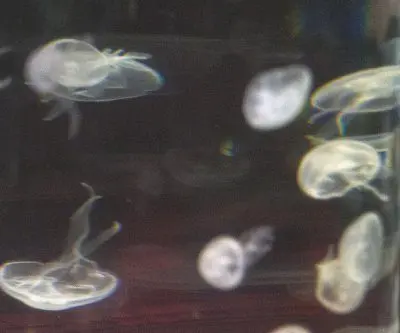 french-nuclear-power-plant-shut-down-due-to-swarm-of-jellyfish-2