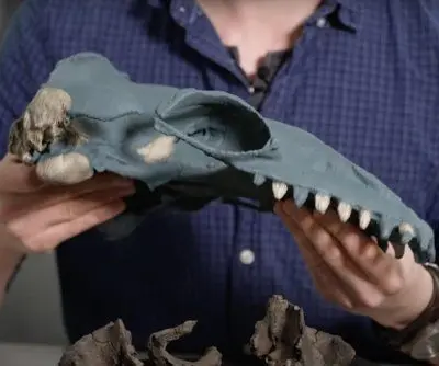 new-species-of-prehistoric-whale-discovered-off-australia-2