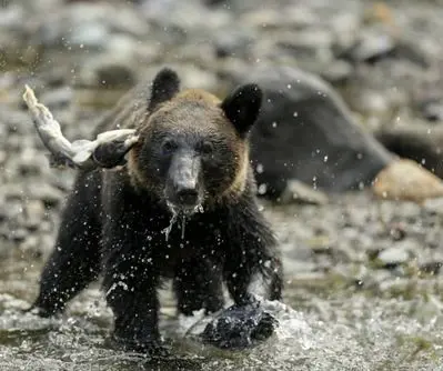 hiker-found-dead-after-bear-attack-in-mountain-in-japan-2