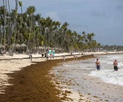 mexico-declares-sargassum-a-fishery-resource-for-industrial-use-2
