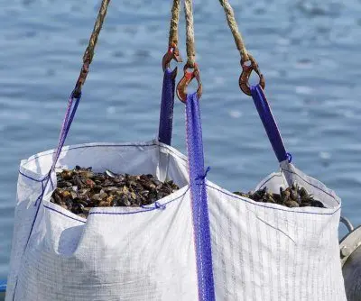 chilean-study-finds-genetic-differences-between-farmed-wild-mussels-2