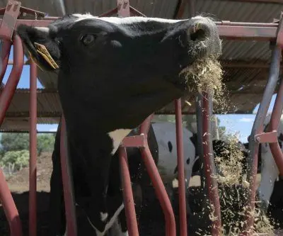 mexico-launches-health-economic-response-to-livestock-screwworms-2