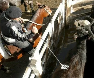 experts-say-importing-argentine-beef-unlikely-to-affect-us-prices
