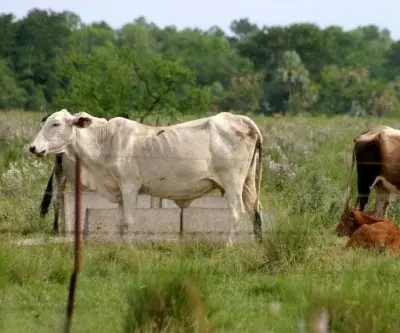 nearly-3000-uruguayan-cows-trapped-on-cargo-ship-for-two-months-2