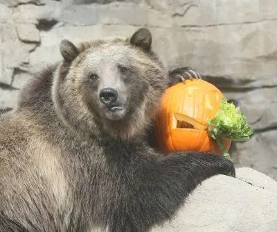 bear-attacks-kids-teachers-in-british-columbia-school-group-2