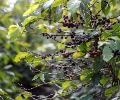 brazil-expects-43-increase-in-2025-coffee-harvest