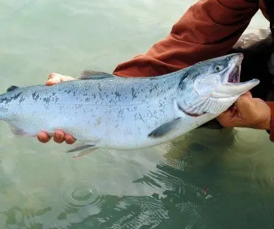 chile-to-close-year-with-record-export-value-2