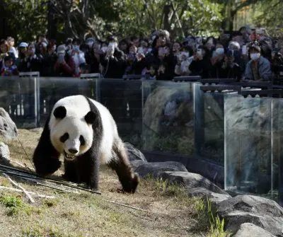 last-2-giant-pandas-will-leave-japan-for-china-2