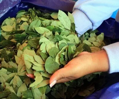 bolivia-moves-to-amend-legal-coca-cultivation-law-2