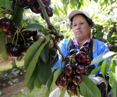 chilean-cherries-gain-ground-in-us-winter-season