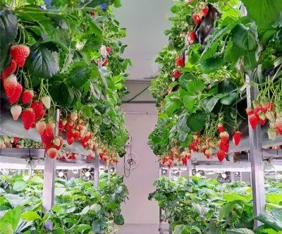 yeongyang-county-seeks-funding-for-open-field-smart-farming-project-2