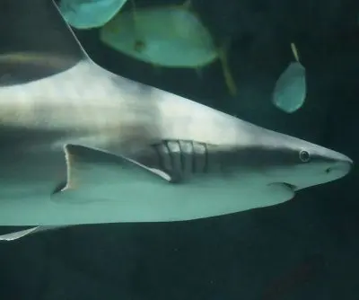 two-sydney-shark-attacks-leave-two-hospitalized-in-critical-condition-2