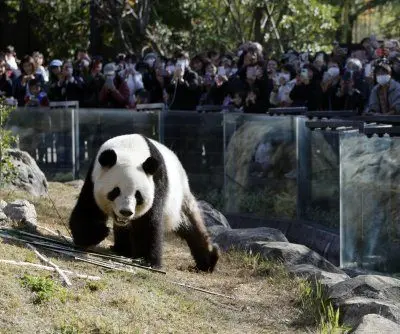 japan-says-goodbye-to-its-last-2-giant-pandas-2