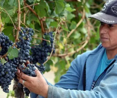 Argentina’s wine industry faces deepest crisis in two decades