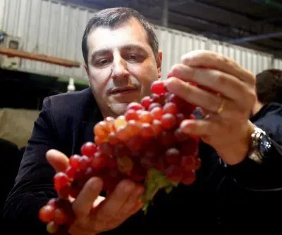Chilean table grape supply to U.S. expected to drop