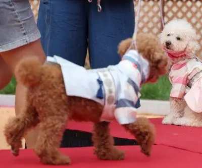 3 in 10 households in S. Korea raise pets, mostly dogs