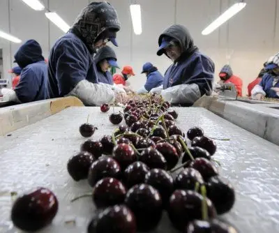 Chile’s cherry industry faces challenging outlook