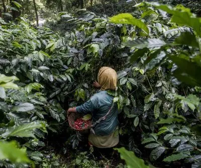 75% of global coffee supply faces rising extreme heat, analysis says