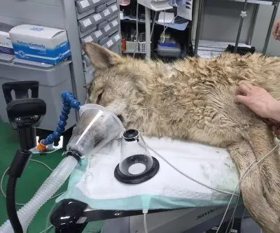wolf-captured-returned-to-zoo-9-days-after-escape-2