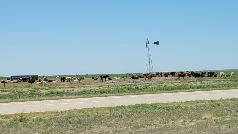 cattle-watering