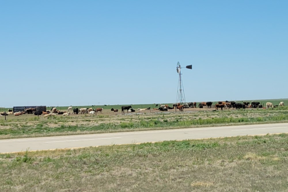 cattle-watering