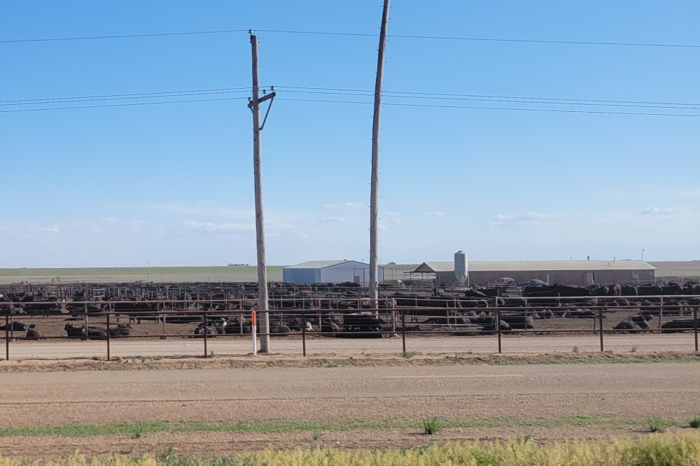 feedlot